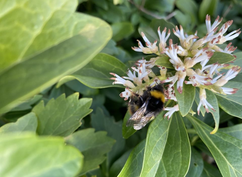 Image - Mit Hummeln bummeln - Bau von Hummelnistkästen für den Garten