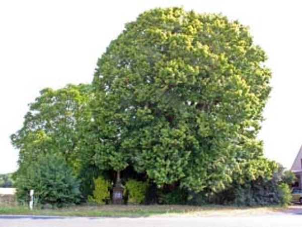 Image - Baum