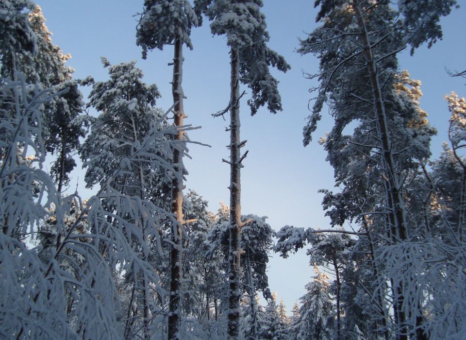 Image - Schneekatastrophe im Münsterland vor 20 Jahren