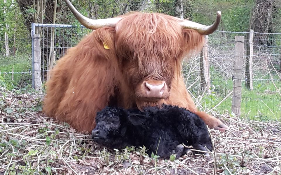 Image - Heimat für Tiere