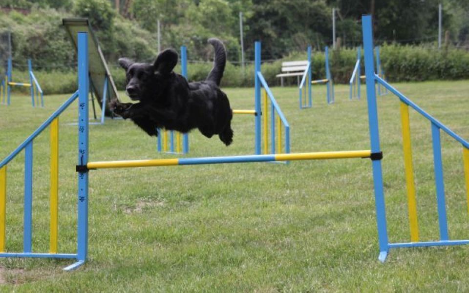 Image - R(h)eine-Agility-Friends